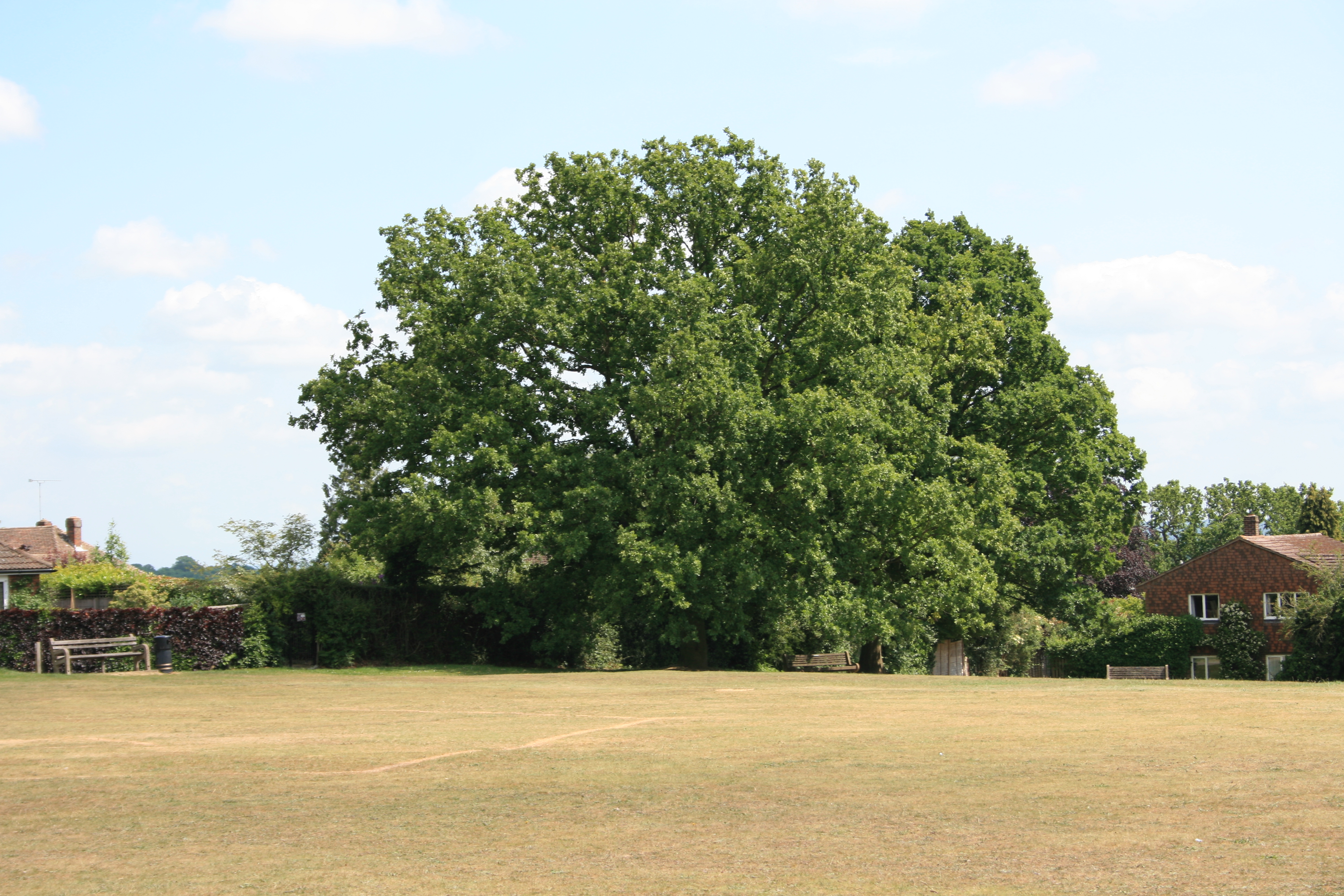 Tree at Weald